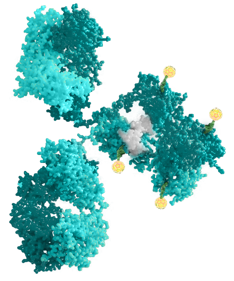 Team – Axcynsis Therapeutics